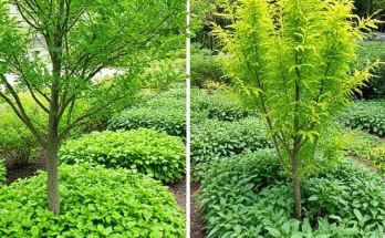 Advance Trees vs. Ground Cover Plants: