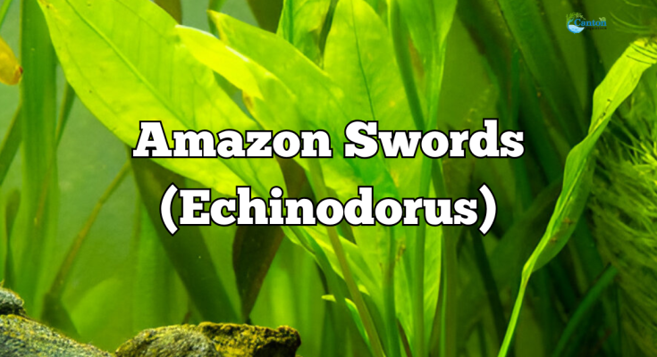 How to Prevent Yellowing Leaves in Amazon Sword Plants