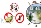 Pest Control Services in Lahore